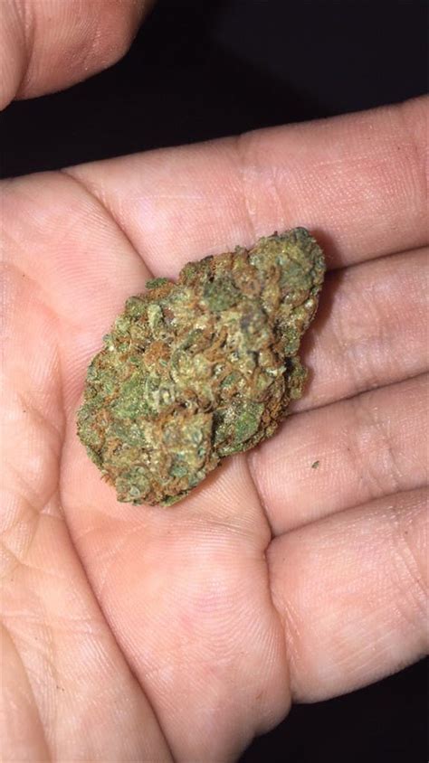 Rollex OG Kush Weed Strain Information 